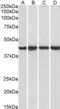 Protein Phosphatase 1 Regulatory Subunit 8 antibody, MBS420033, MyBioSource, Western Blot image 