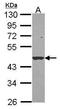 Leukocyte elastase inhibitor antibody, GTX114377, GeneTex, Western Blot image 