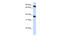 Platelet glycoprotein VI antibody, 26-198, ProSci, Enzyme Linked Immunosorbent Assay image 