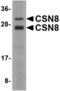 COP9 Signalosome Subunit 8 antibody, TA306574, Origene, Western Blot image 