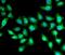 Urocortin 2 antibody, FNab09226, FineTest, Immunofluorescence image 