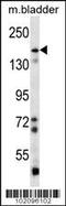 Adhesion G Protein-Coupled Receptor B1 antibody, 63-444, ProSci, Western Blot image 