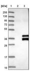 Sirtuin 4 antibody, NBP1-80746, Novus Biologicals, Western Blot image 