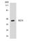 Renin antibody, LS-C200581, Lifespan Biosciences, Western Blot image 