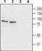 Cation Channel Sperm Associated 1 antibody, PA5-77359, Invitrogen Antibodies, Western Blot image 