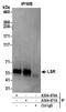 Lipolysis-stimulated lipoprotein receptor antibody, A304-471A, Bethyl Labs, Immunoprecipitation image 