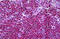 Neurofibromin antibody, MBS244810, MyBioSource, Immunohistochemistry frozen image 