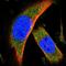 Chromosome 15 Open Reading Frame 39 antibody, HPA039961, Atlas Antibodies, Immunofluorescence image 
