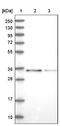 Coiled-coil domain-containing protein 65 antibody, NBP1-81968, Novus Biologicals, Western Blot image 