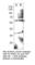 EH Domain Containing 1 antibody, EHD1-101AP, FabGennix, Western Blot image 