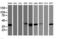 PDZ and LIM domain protein 2 antibody, LS-C172862, Lifespan Biosciences, Western Blot image 