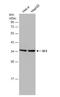 Serine And Arginine Rich Splicing Factor 1 antibody, NBP2-20324, Novus Biologicals, Western Blot image 