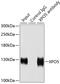 Exportin-5 antibody, 22-488, ProSci, Immunoprecipitation image 