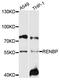 Renin Binding Protein antibody, abx135930, Abbexa, Western Blot image 