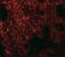 Neuropilin And Tolloid Like 1 antibody, NBP2-41134, Novus Biologicals, Immunocytochemistry image 