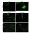RUNX Family Transcription Factor 2 antibody, orb107479, Biorbyt, Immunofluorescence image 