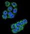 Dipeptidyl Peptidase 3 antibody, abx026160, Abbexa, Immunofluorescence image 