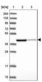 Isovaleryl-CoA dehydrogenase, mitochondrial antibody, NBP2-30578, Novus Biologicals, Western Blot image 