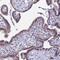 G Protein-Coupled Receptor 108 antibody, HPA041924, Atlas Antibodies, Immunohistochemistry frozen image 