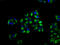 BRO1 Domain And CAAX Motif Containing antibody, CSB-PA730136LA01HU, Cusabio, Immunofluorescence image 