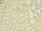 Mitochondrial Ribosomal Protein L33 antibody, A59866-100, Epigentek, Immunohistochemistry paraffin image 