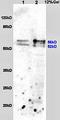 Aldehyde dehydrogenase, mitochondrial antibody, orb6839, Biorbyt, Western Blot image 