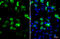 V5 epitope tag antibody, GTX117997, GeneTex, Immunofluorescence image 