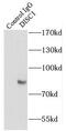 DISC1 Scaffold Protein antibody, FNab02397, FineTest, Immunoprecipitation image 