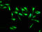 Protein phosphatase Slingshot homolog 3 antibody, LS-C674183, Lifespan Biosciences, Immunofluorescence image 