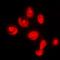 Dual specificity protein phosphatase 16 antibody, orb215305, Biorbyt, Immunofluorescence image 