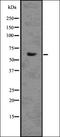 CRAM1 antibody, orb336623, Biorbyt, Western Blot image 