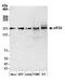 Protein KIAA0664 antibody, A301-764A, Bethyl Labs, Western Blot image 