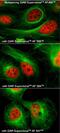 Mouse IgG (H+L) antibody, A28175SAMPLE, Invitrogen Antibodies, Immunofluorescence image 