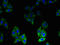 Biogenesis of lysosome-related organelles complex 1 subunit 1 antibody, orb240223, Biorbyt, Immunofluorescence image 