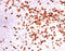 CD8 antibody, AM10073PU-S, Origene, Immunohistochemistry frozen image 