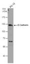 Cadherin 1 antibody, PA5-32178, Invitrogen Antibodies, Western Blot image 