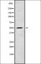 Mitochondrial Ribosomal Protein L53 antibody, orb337909, Biorbyt, Western Blot image 