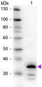 Carboxypeptidase B1 antibody, R1071PS, Origene, Western Blot image 