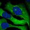 S1 RNA Binding Domain 1 antibody, HPA030567, Atlas Antibodies, Immunofluorescence image 