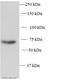 Sphingosine Kinase 2 antibody, ab37977, Abcam, Western Blot image 