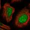 CLDN1 antibody, HPA029841, Atlas Antibodies, Immunofluorescence image 