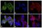 Ubiquilin-1 antibody, 35-4400, Invitrogen Antibodies, Immunofluorescence image 
