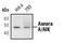 Aurora Kinase A antibody, MA5-15075, Invitrogen Antibodies, Western Blot image 