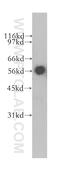 Cytochrome B5 Reductase 4 antibody, 12626-1-AP, Proteintech Group, Western Blot image 