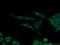 JNK1/MAPK8 Associated Membrane Protein antibody, 10023-1-AP, Proteintech Group, Immunofluorescence image 