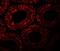 Motile Sperm Domain Containing 1 antibody, A15298, Boster Biological Technology, Immunofluorescence image 