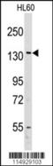 Valyl-TRNA Synthetase antibody, 63-236, ProSci, Western Blot image 