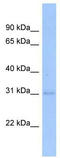 HAP3 antibody, TA329232, Origene, Western Blot image 