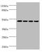 Inhibin beta A chain antibody, A56683-100, Epigentek, Western Blot image 