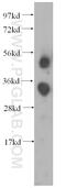 Ficolin 3 antibody, 11867-1-AP, Proteintech Group, Western Blot image 